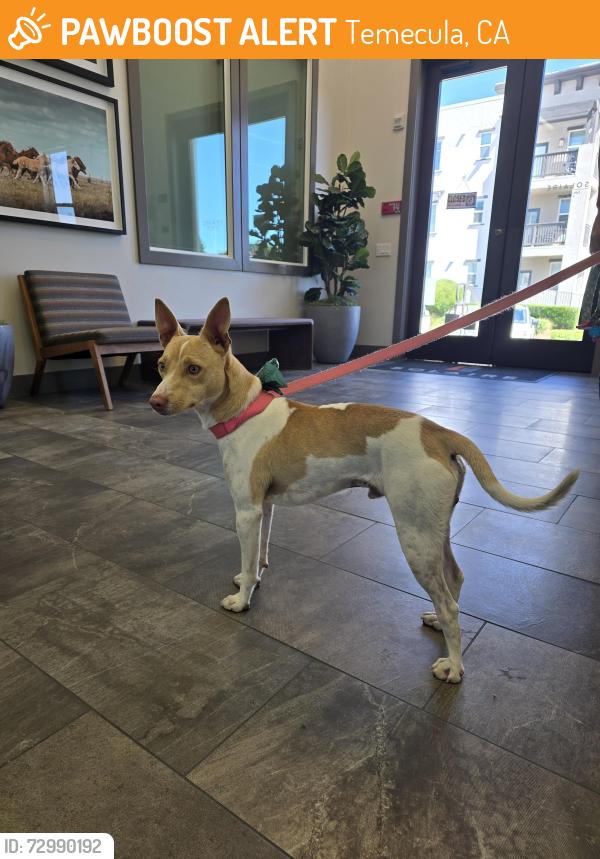 Found/Stray Male Dog last seen Solaire apmts, Temecula, CA 92590