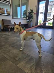 Found/Stray Male Dog last seen Solaire apmts, Temecula, CA 92590