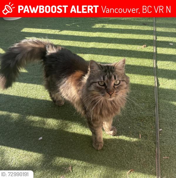Lost Female Cat last seen Mc Bride Park, Vancouver, BC V6R 1N6