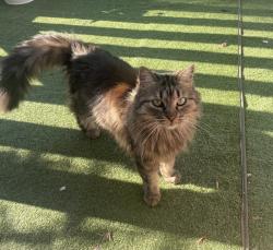 Lost Female Cat last seen Mc Bride Park, Vancouver, BC V6R 1N6