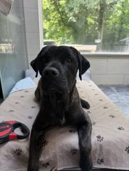Found/Stray Female Dog last seen Brickyard flts apmts, Speedway, IN 46224