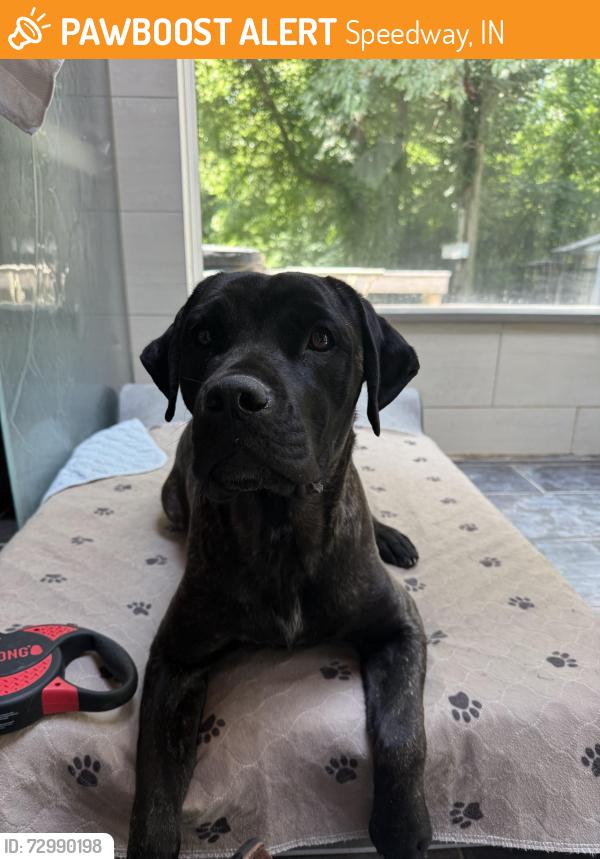 Found/Stray Female Dog last seen Brickyard flts apmts, Speedway, IN 46224