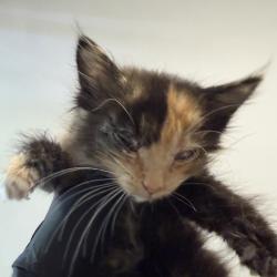 Shelter Stray Female Cat last seen 58th Street, San Diego, CA, 92114, 5500 Gaines St, San Diego, CA 92110, USA