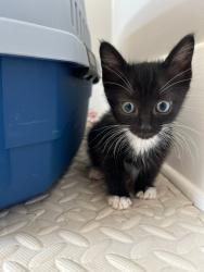 Shelter Stray Male Cat last seen Near Greenfield Drive, El Cajon, CA, 92021, El Cajon, CA 92020, USA