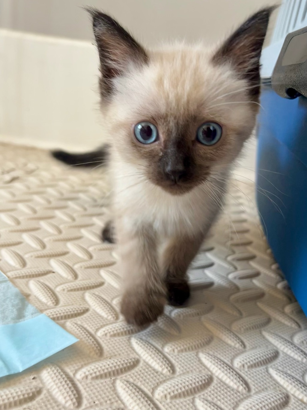 Shelter Stray Female Cat last seen Near Greenfield Drive, El Cajon, CA, 92021, El Cajon, CA 92020, USA