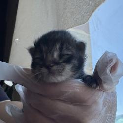 Shelter Stray Female Cat last seen Near S 1000 W, SALT LAKE CITY, UT, 84104, 511 W 3900 S, Salt Lake City, UT 84123, USA