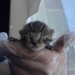 Shelter Stray Male Cat last seen Near S 1000 W, SALT LAKE CITY, UT, 84104, 511 W 3900 S, Salt Lake City, UT 84123, USA