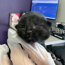 Shelter Stray Female Cat last seen Near S 1000 W, SALT LAKE CITY, UT, 84104, 511 W 3900 S, Salt Lake City, UT 84123, USA