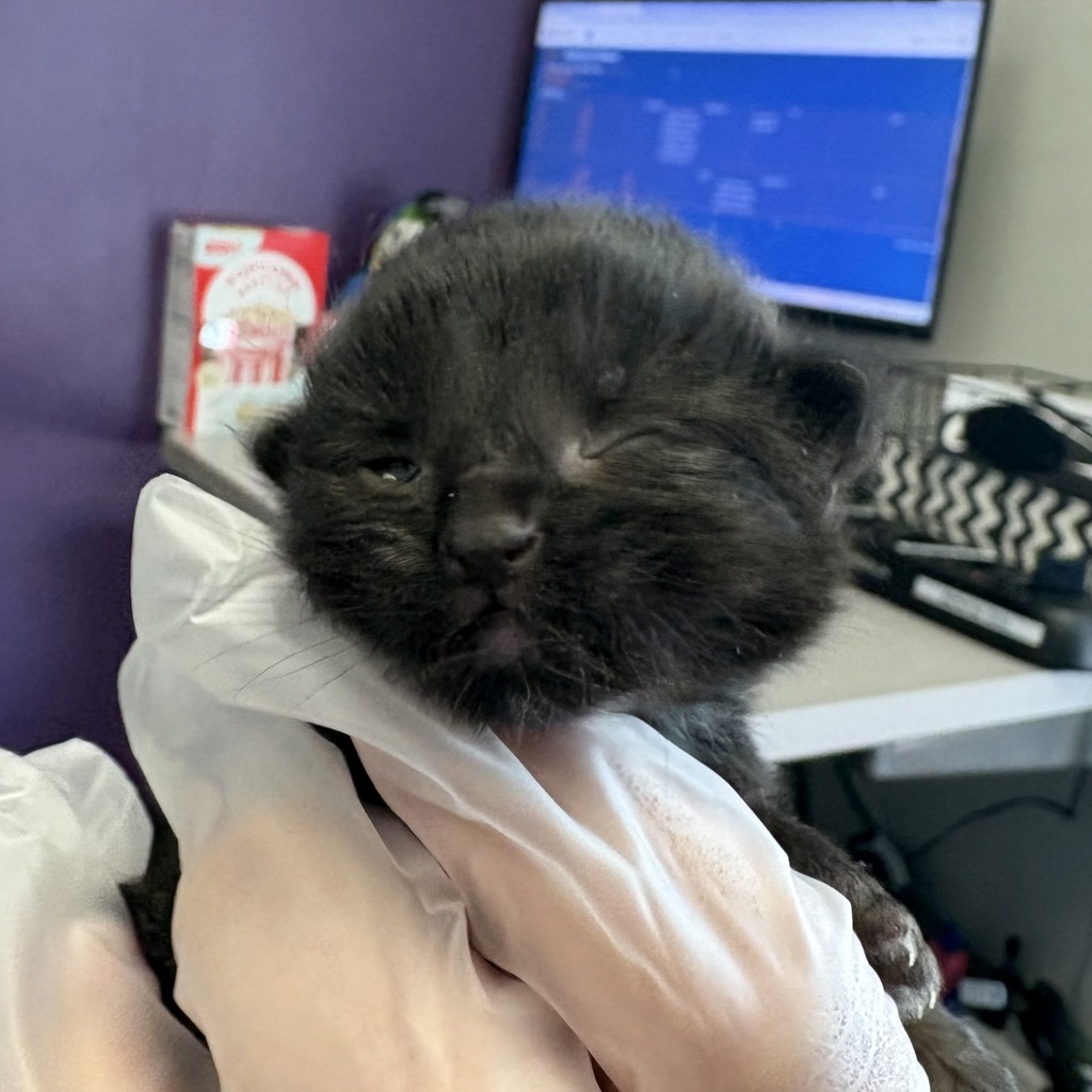 Shelter Stray Female Cat last seen Near S 1000 W, SALT LAKE CITY, UT, 84104, 511 W 3900 S, Salt Lake City, UT 84123, USA