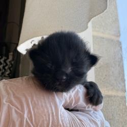 Shelter Stray Female Cat last seen Near S 1000 W, SALT LAKE CITY, UT, 84104, 511 W 3900 S, Salt Lake City, UT 84123, USA