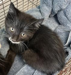 Shelter Stray Female Cat last seen Near S Coupler Lane, Bluffdale, UT, 84065, 511 W 3900 S, Salt Lake City, UT 84123, USA