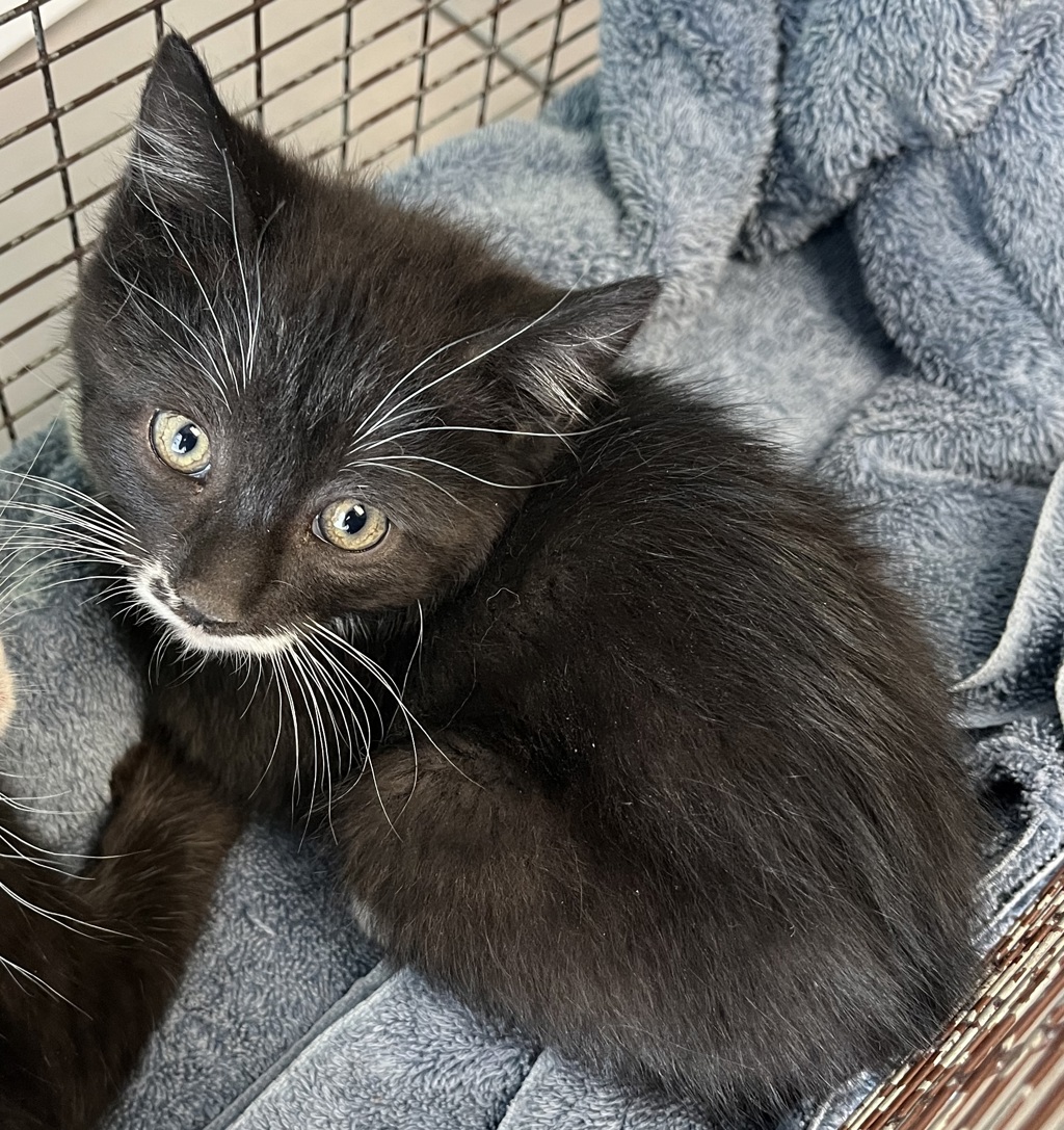 Shelter Stray Female Cat last seen Near S Coupler Lane, Bluffdale, UT, 84065, 511 W 3900 S, Salt Lake City, UT 84123, USA