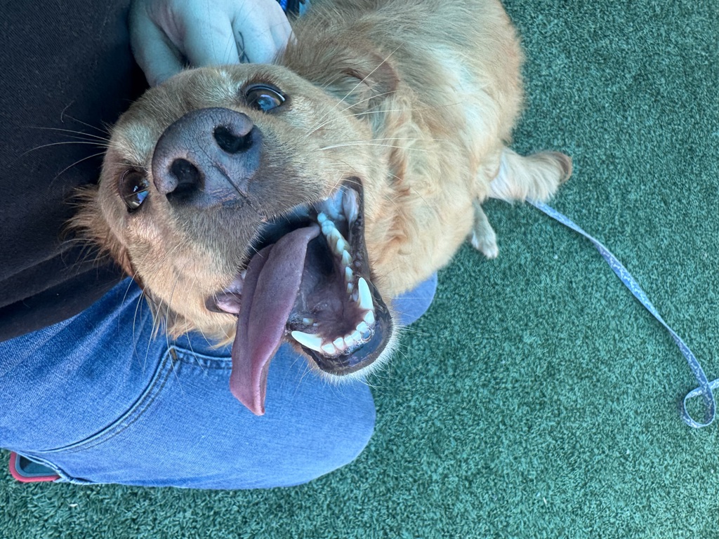 Shelter Stray Female Dog last seen Near Cara Cara Drive, San Diego, CA, 92126, Escondido, CA 92027, USA