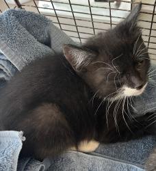 Shelter Stray Female Cat last seen Near S Coupler Lane, Bluffdale, UT, 84065, 511 W 3900 S, Salt Lake City, UT 84123, USA