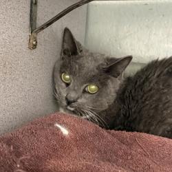 Shelter Stray Female Cat last seen Near S 8035 Street W, Magna Township, UT, 84044, 511 W 3900 S, Salt Lake City, UT 84123, USA