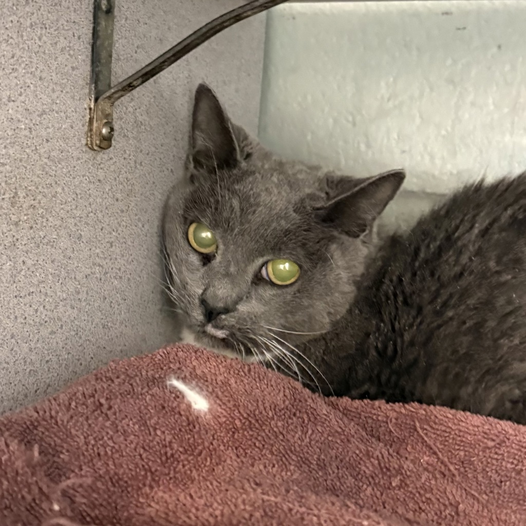 Shelter Stray Female Cat last seen Near S 8035 Street W, Magna Township, UT, 84044, 511 W 3900 S, Salt Lake City, UT 84123, USA