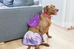 Shelter Stray Female Dog last seen 151st Street, NEW YORK, NY, 10031, 326 E 110th St, New York, NY 10029, USA