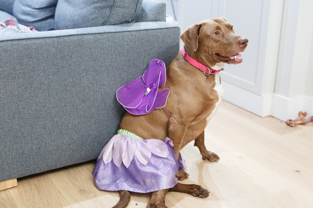 Shelter Stray Female Dog last seen 151st Street, NEW YORK, NY, 10031, 326 E 110th St, New York, NY 10029, USA