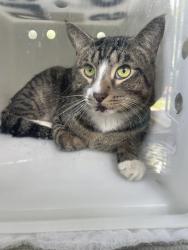 Shelter Stray Male Cat last seen Near Randall Avenue, BRONX, NY, 10473, 326 E 110th St, New York, NY 10029, USA