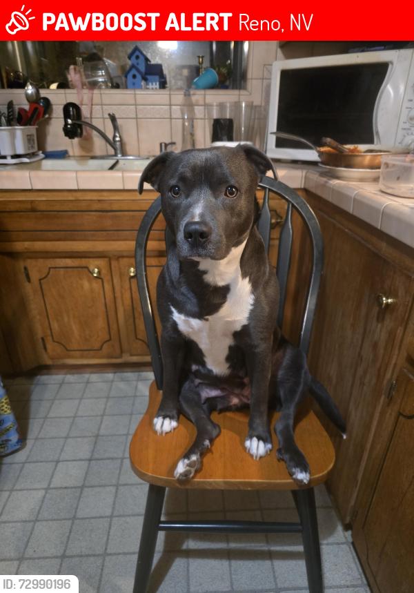 Lost Female Dog last seen Reno, Nv, Reno, NV 89501