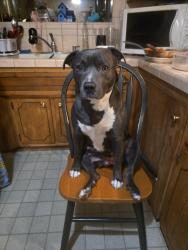 Lost Female Dog last seen Reno, Nv, Reno, NV 89501