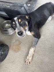 Found/Stray Male Dog last seen Fair Road and FM 1836, Kaufman, TX 75142