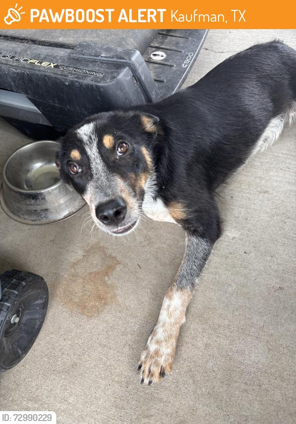 Found/Stray Male Dog last seen Fair Road and FM 1836, Kaufman, TX 75142