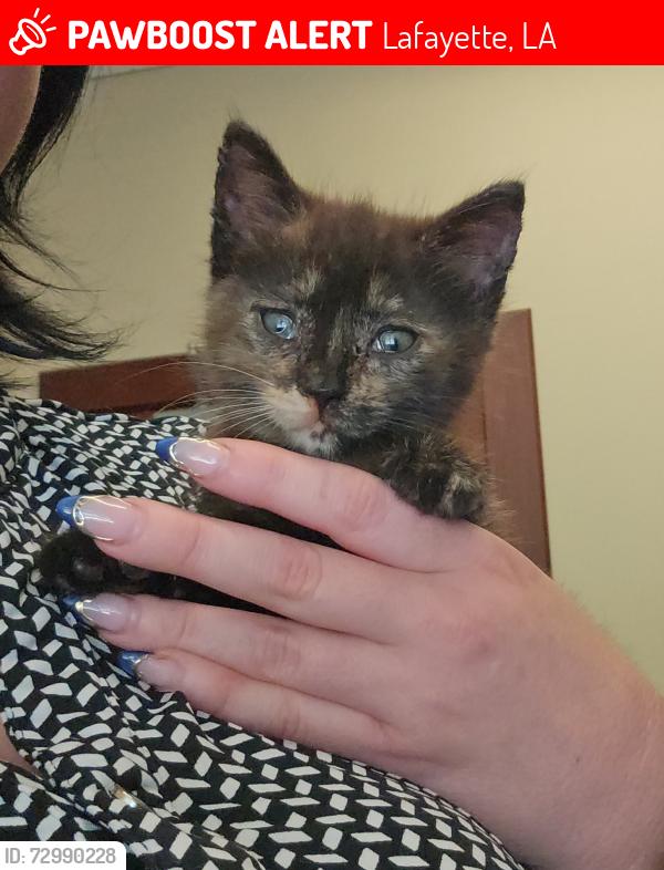 Lost Female Cat last seen Lafayette Oaks, Lafayette, LA 70506