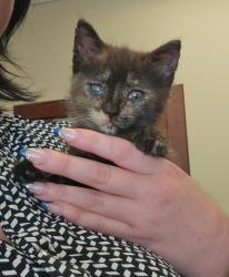 Lost Female Cat last seen Lafayette Oaks, Lafayette, LA 70506