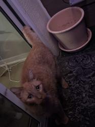Found/Stray Unknown Cat last seen 88th and Grant/ Russel and Grant, Thornton, CO 80229