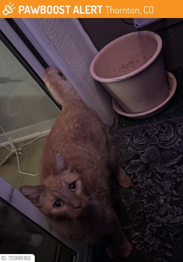 Found/Stray Unknown Cat last seen 88th and Grant/ Russel and Grant, Thornton, CO 80229