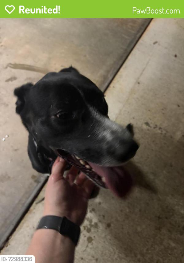 Reunited Female Dog last seen Hodgens and Old Whitehorse , Travelers Rest, SC 29690