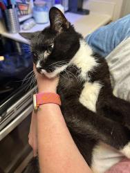Found/Stray Unknown Cat last seen Palmetto Pointe apmts building 1, Myrtle Beach, SC 29588