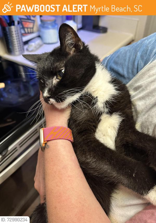 Found/Stray Unknown Cat last seen Palmetto Pointe apmts building 1, Myrtle Beach, SC 29588