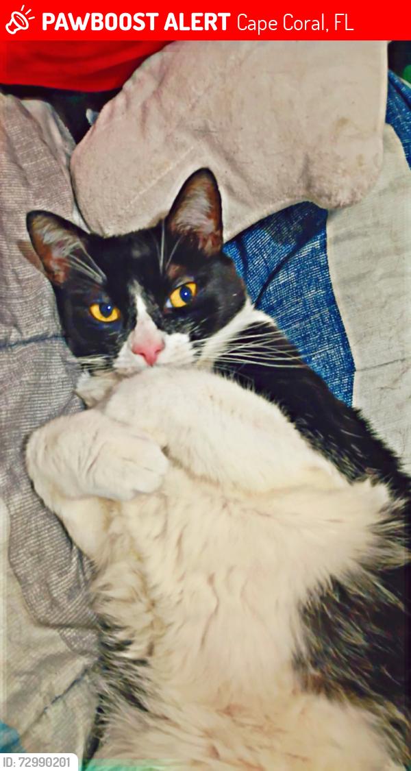 Lost Female Cat last seen Across the street from fellowship park , Cape Coral, FL 33991