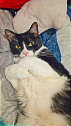 Lost Female Cat last seen Across the street from fellowship park , Cape Coral, FL 33991