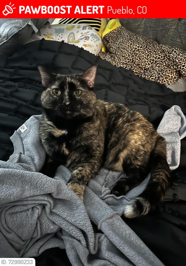 Lost Female Cat last seen eagleridge and ridge drive, Pueblo, CO 81008