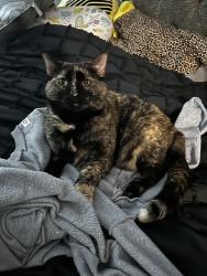 Lost Female Cat last seen eagleridge and ridge drive, Pueblo, CO 81008