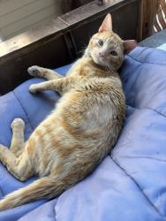 Found/Stray Male Cat last seen Hunting park & wissahickon Ave , Philadelphia, PA 19140