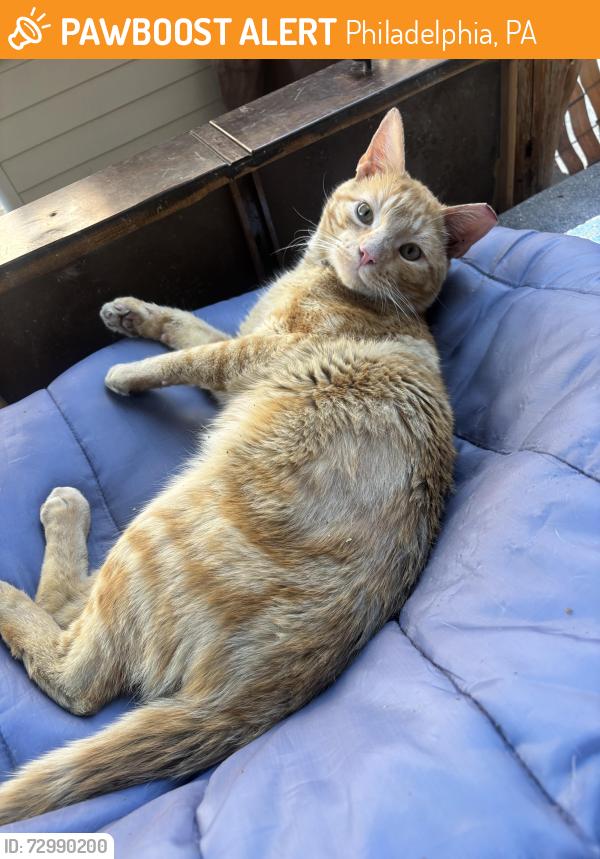 Found/Stray Male Cat last seen Hunting park & wissahickon Ave , Philadelphia, PA 19140