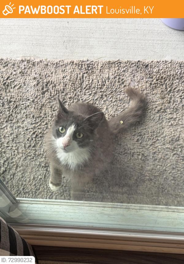 Found/Stray Unknown Cat last seen Near Catalpa Farms, Louisville, KY 40023