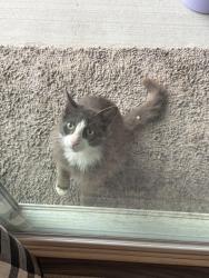 Found/Stray Unknown Cat last seen Near Catalpa Farms, Louisville, KY 40023