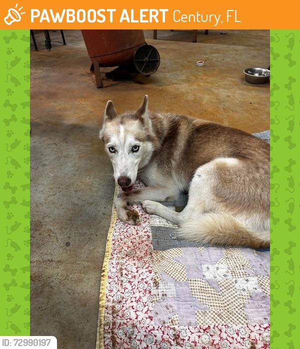 Found/Stray Female Dog last seen LAKE STONE, Century, FL 32535