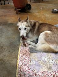 Found/Stray Female Dog last seen LAKE STONE, Century, FL 32535