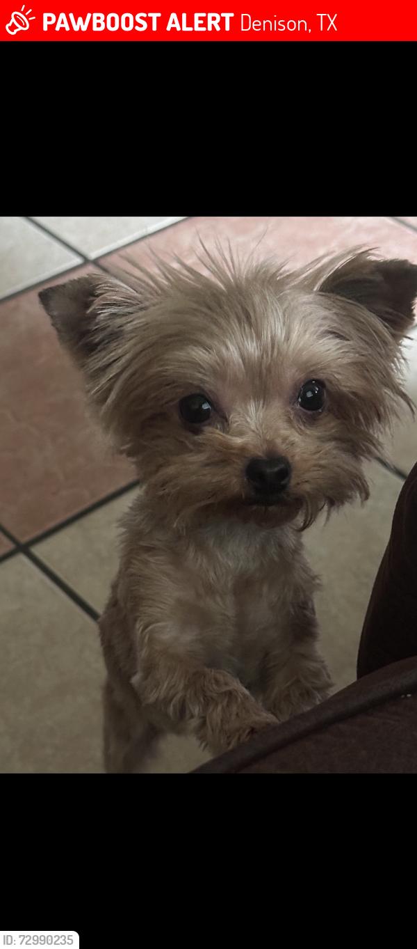 Lost Female Dog last seen Morton st, Denison, TX 75020