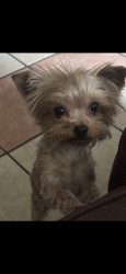 Lost Female Dog last seen Morton st, Denison, TX 75020