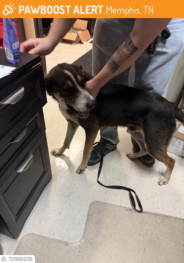 Found/Stray Male Dog last seen Reese Rd and Morning Vista, Memphis, TN 38133