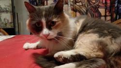Lost Female Cat last seen Near Rosalie Drive Northglenn , Northglenn, CO 80233