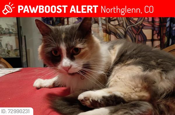 Lost Female Cat last seen Near Rosalie Drive Northglenn , Northglenn, CO 80233