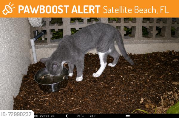 Found/Stray Unknown Cat last seen Bahama Drive Indian Harbour Beach near the cul-de-sac, Satellite Beach, FL 32937
